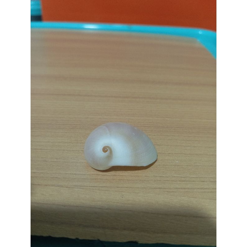 เปลือกซินัม Cymba***