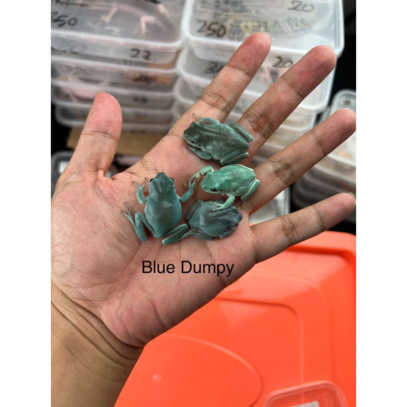 Blue Dumpy Frog Not Pacman Frog