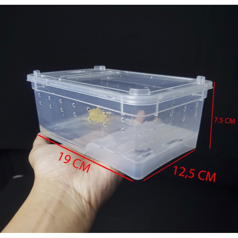 PACMAN FROGS SMALL FROG BOX - TARANTULA GECKO TURTLE