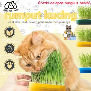 Cat Grass  - Benih Rumput Kucing Wheat Grass -  Rumput Kucing Paket Tumbuh Benih Gandum Premium Cat Wheat Grass - Gratis 8 bungkus benih