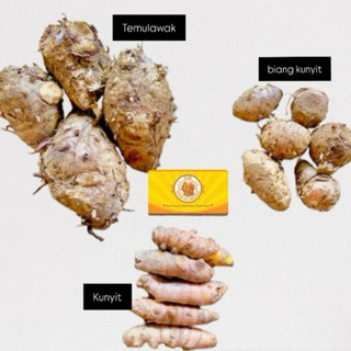 KUNYIT FRESH 1KG/ TEMULAWAK/ Biang kunyit/ KUNYIT ABRAS/Segar/Fresh