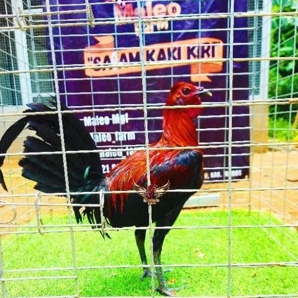 ไข่ไก่ฟิลิปปินส์ Predator Ak47 ดั้งเดิม