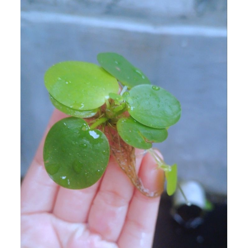 AMAZON FROGBIT AQUASCAPE PLANTS (30/ชิ้น) |พืชน้ํา