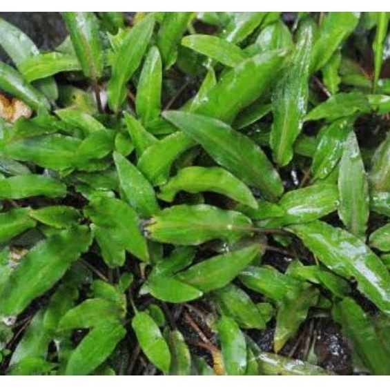 Cryptocoryne wendtii พืช aquascape สีเขียว