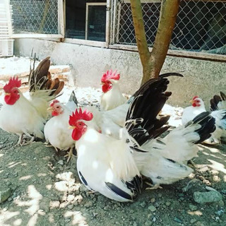 TELUR FERTIL AYAM KATE UNTUK DI TETASKAN