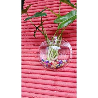 HIASAN DINDING AQUARIUM DINDING BULAT DIAMETER 17cm DEKORASI RUANGAN