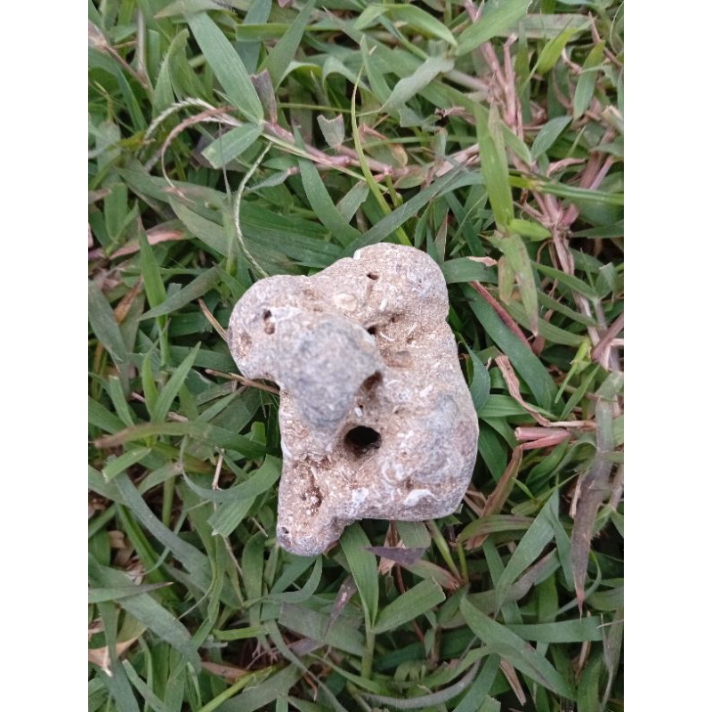 ดาวตก F0s1l รังมด 2*