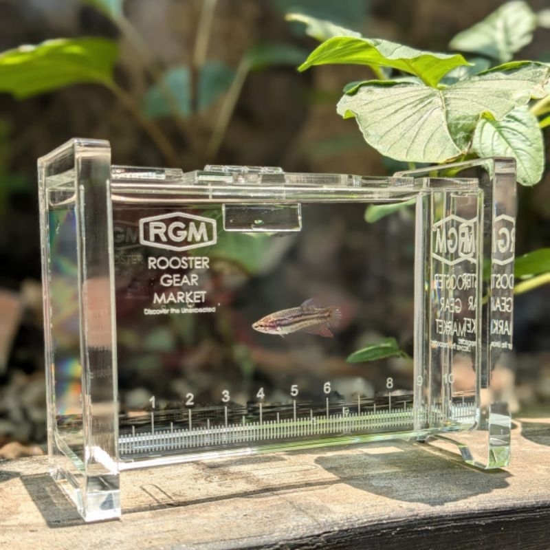 ถังจิ๋ว Microfishing tanago