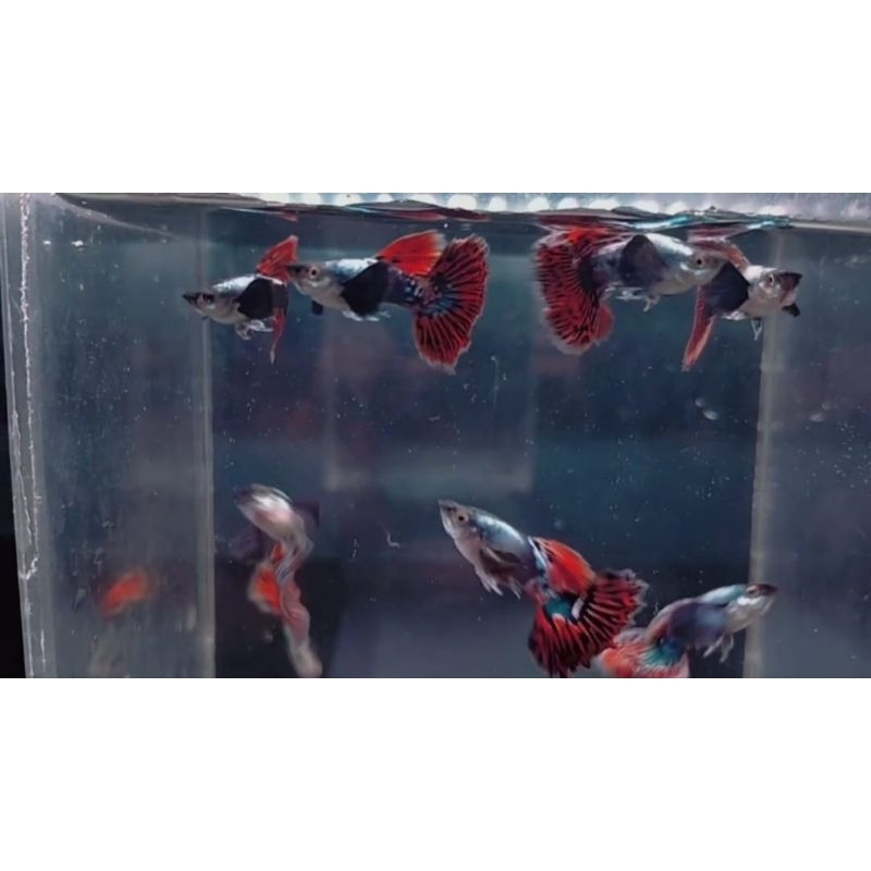 พิพิธภัณฑ์สัตว์น้ํา Guffy prmbe ต้องการ/ตกแต่งพิพิธภัณฑ์สัตว์น้ํา