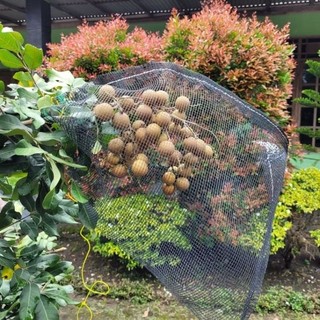 WARING PEMBUNGKUS BUAH ISI 10. BRONGSONG BUAH KLENGKENG. BLONGSONG BUAH
