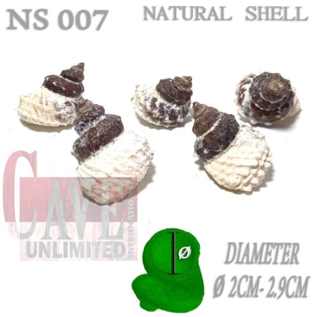 NS007 บ้านเปลือกหอยธรรมชาติ ฤาษี ปูหอยทาก umang pumpongan เดิมที่ไม่ซ้ํากันเย็นและ ร่าเริง