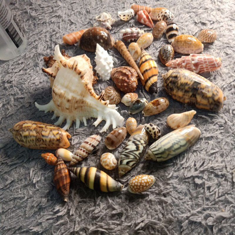UNIQUE & ANTIQUE SHELLS