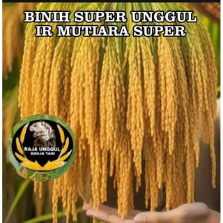 BENIH PADI IR MUTIARA KUALITAS SUPER UNGGUL KEMASAN 1KG