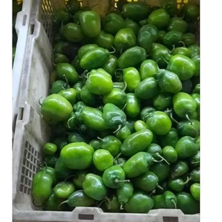 cabe gendot segar 1 kg hanya jawa bali lampung