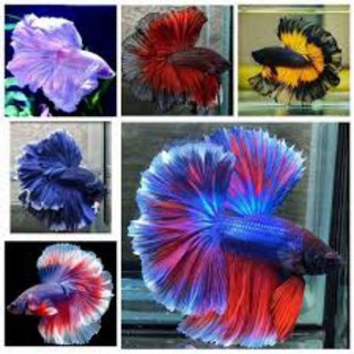 grosir isi 10 cupang halfmoon size l/XL hiasan aquarium