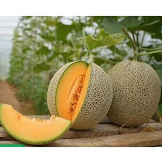 30 BUTIR BIJI BENIH MELON MADU DAGING ORANGE