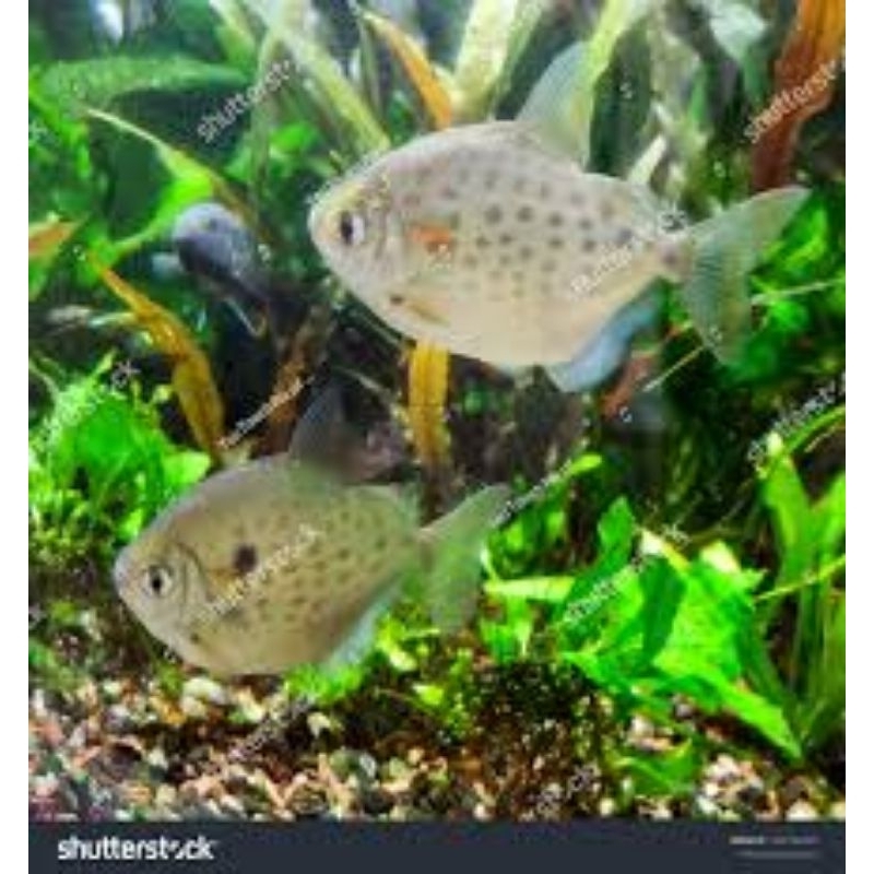 ตกแต่งตู้ปลา Silver Dollar ขนาด ±5CM