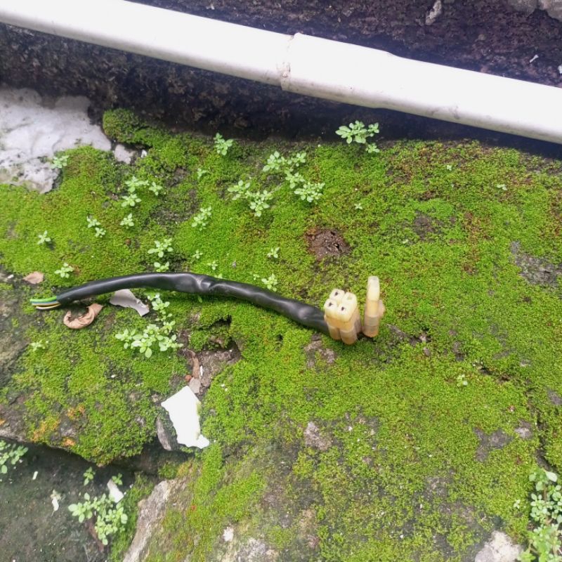 PNP CDI Socket Tiger MEGA PRO Gl Pro ซ็อกเก็ต CDI ดั้งเดิม