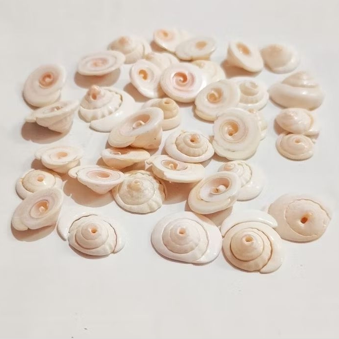 เปลือก PUKA / เปลือก SHIVA