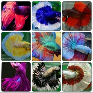 Cupang halmoon size jumbo termurah isi 10pcs hiasan akuarium
