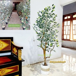 NEW ARRIVAL Pohon Beringin Varigata Artificial || Daun Beringin Varigata || Pohon WILLOW || Dekorasi ruangan Pohon Beringin Marble || pohon hias artificial || Natural decoration