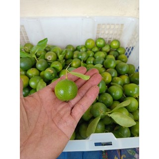 1kg jeruk sonkit/jeruk kasturi/jeruk kunci segar