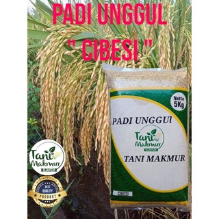 Benih padi cibesi kemasan 5kg original