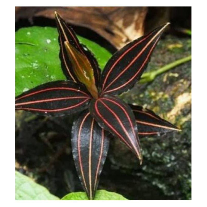 Jawel orcid microlor_ ไฟเบอร์สาม