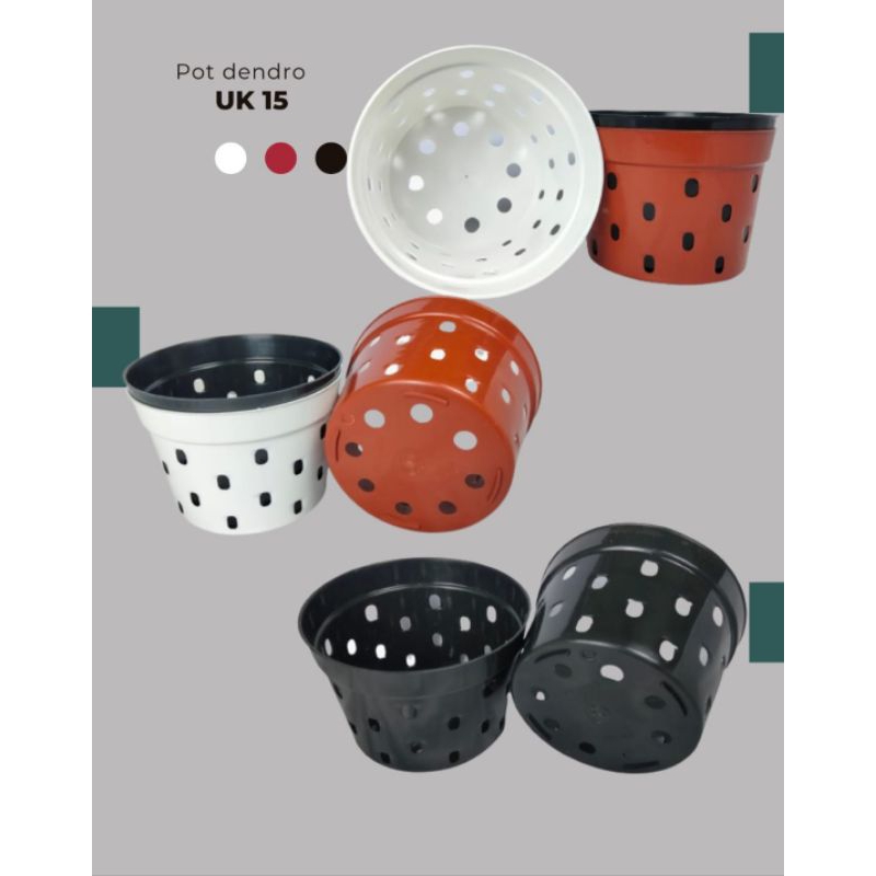 Dendro orchid Pot 15 สวนดําแห่งความรัก