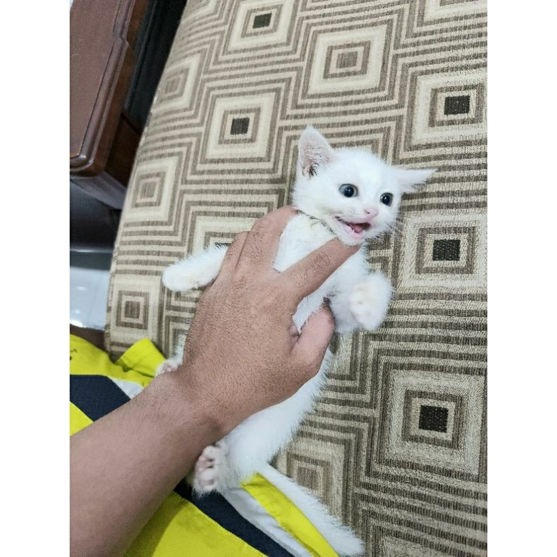 ลิงค์ c0************