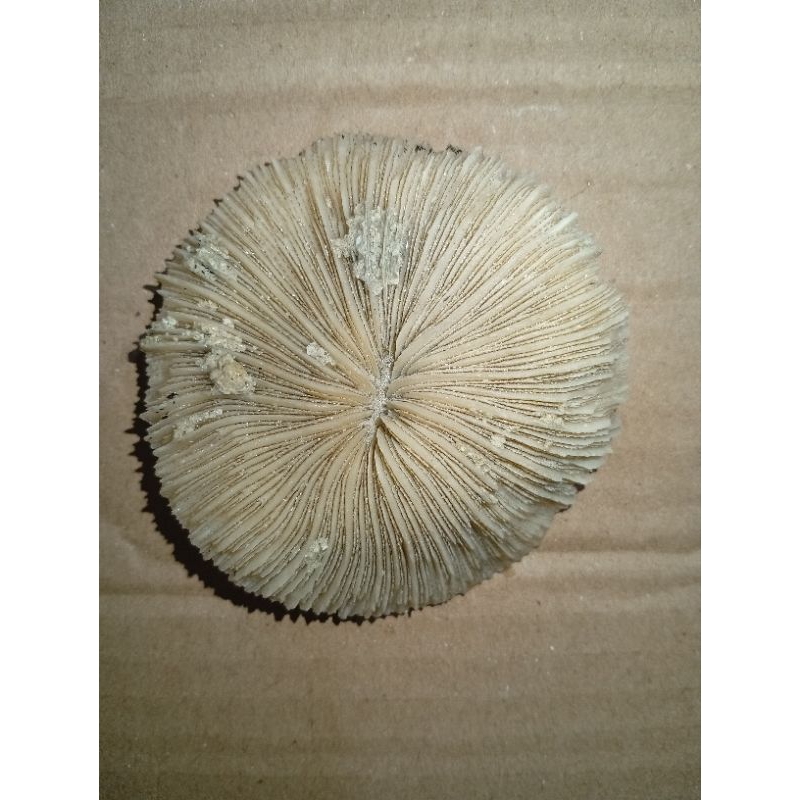 F0s1l ดอกไม้คริสตัล joyokusumo A