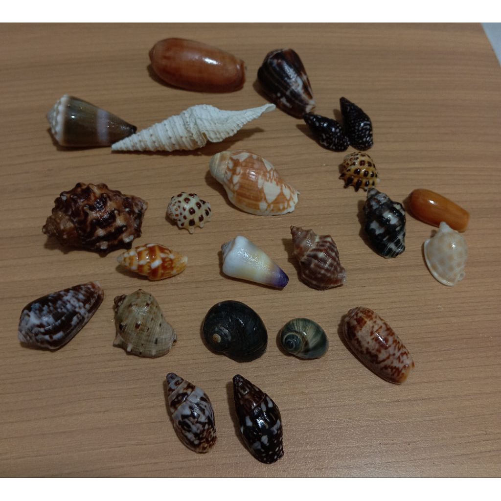 Collection & Research shells