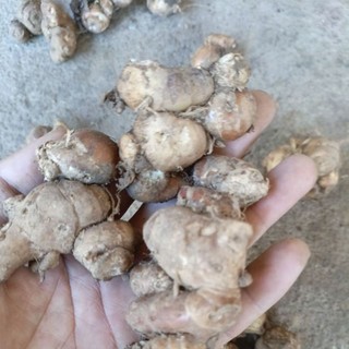 kencur jumbo 1 kg