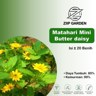 Benih Bunga Matahari Mini Bunga Butter daisy