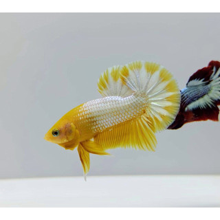 PLAKAT YELLOW FCCP HIASAN AQUARIUM