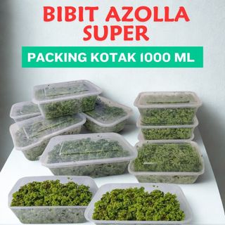 Bibit Azolla  Premium Packing Cup 1000ml Untuk Indukan Budidaya Aman Tahan Kirim 7-8 Hari