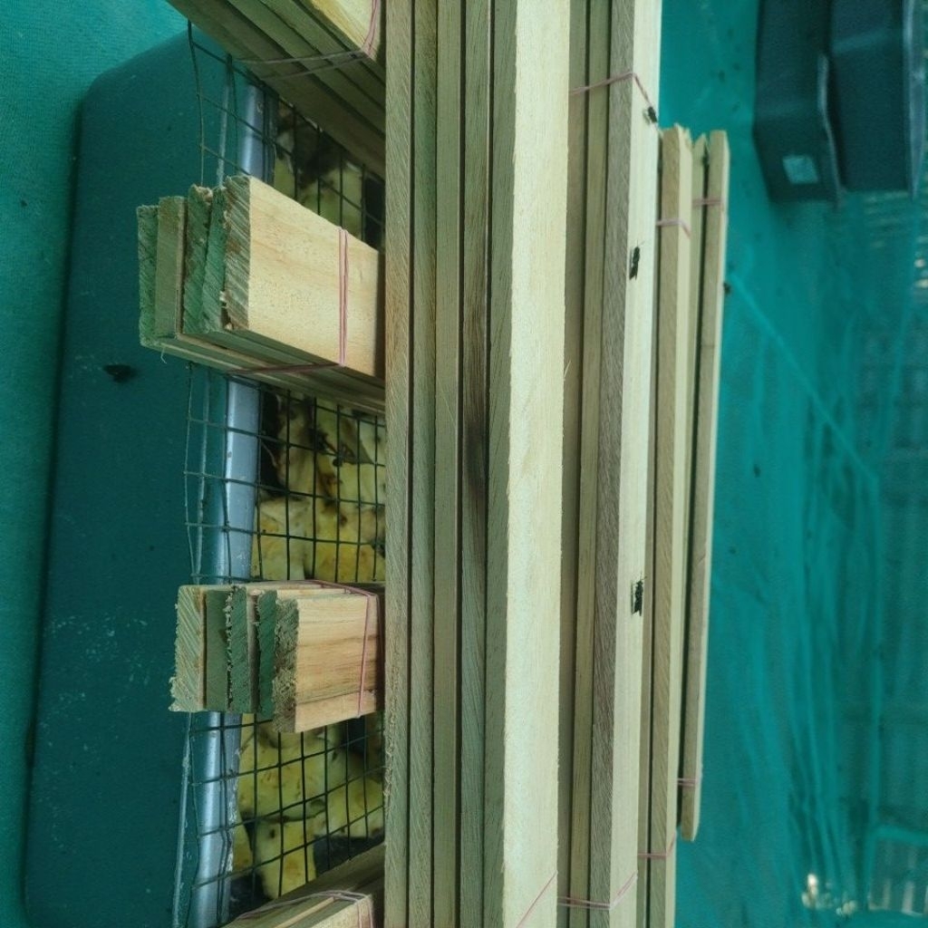 EGIS WOOD BSF แมลงวันวางไข่