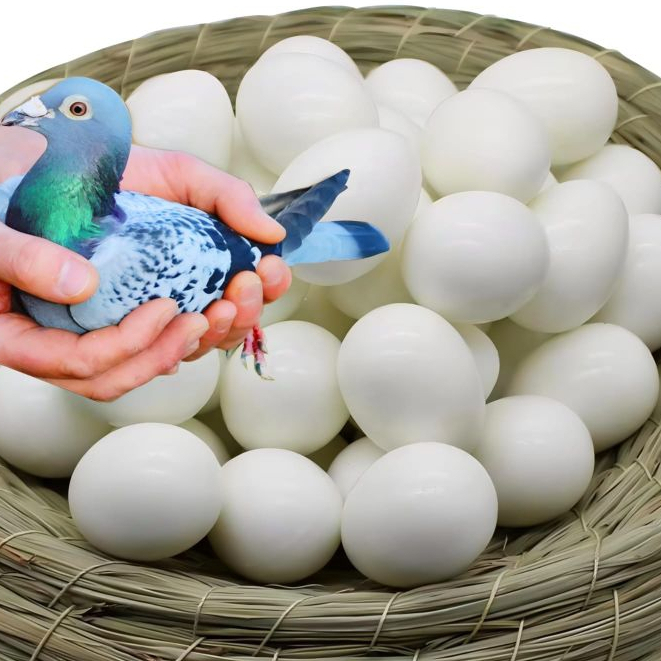 (The Claw) ขายทั้งหมดนําเข้า FAKE EGGS DUMMY EGGS PIGEON TOYS ENDOG EGGS