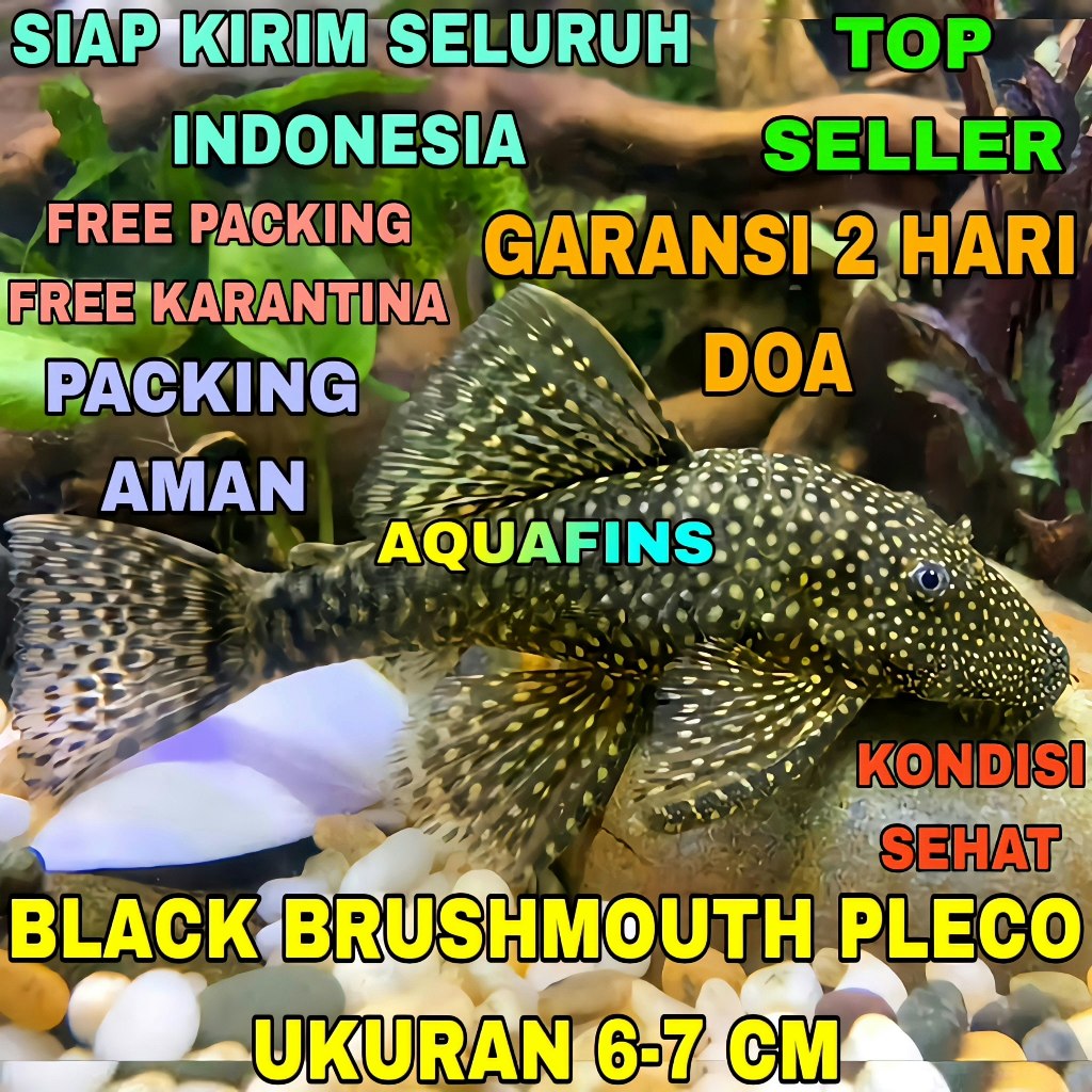 BRISTLENOSE PLECO HYPOSTOMUS CIRRHUS BLACK BRUSHMOUTH DECORTATIONS ขนาด 6-7 ซม.