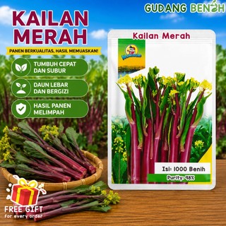 [TERBARU] Benih Tanaman Sayuran Kailan Merah Berkualitas Isi 1000 Benih