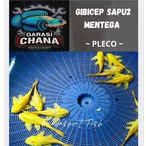 Gibicep pleco L083 / ไม้กวาดเนย