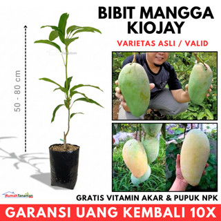 Bibit Mangga Kiojay Unggul Varietas dijamin Asli dan Bergaransi