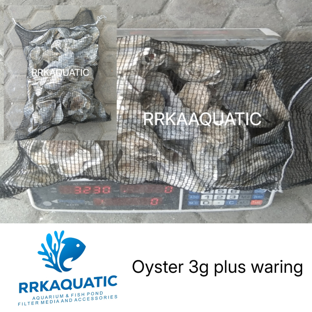 Oyster 3kg plus สื่อกรองบ่อปลาคาร์ฟ / สื่อกรองบ่อปลาหอยนางรม / สื่อกรองหอยนางรม / หอยนางรม