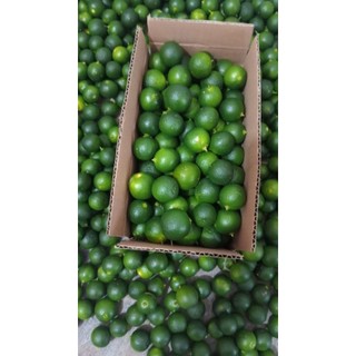 1kg jeruk Sonkit kasturi lemon ciu jeruk kunci(sedang)