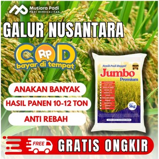 benih padi bibit padi  GALUR NUSANTARA kemasan 5kg terbaru kualitas unggul
