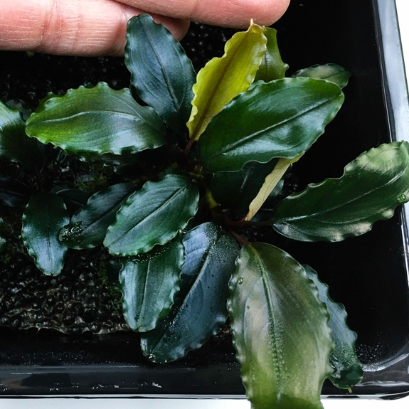 Bucephalandra Original Kalimantan - Aquascape Plants - Terrarium Plants - Paludrium Plants - Neon Aq