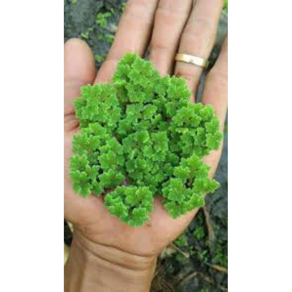 อาหารสัตว์ AZOLLA ต่อตะกร้า