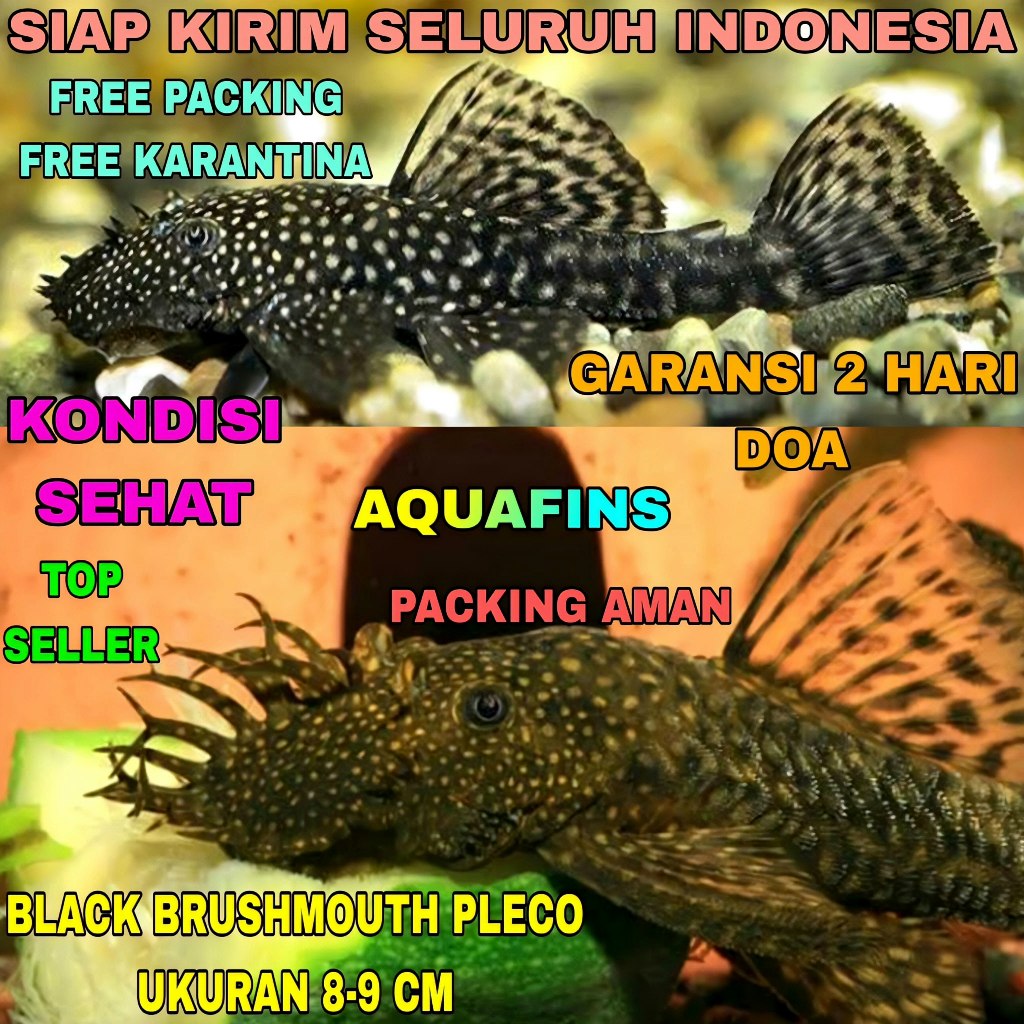 BRISTLENOSE PLECO HYPOSTOMUS CIRRHUS BLACK BRUSHMOUTH DECORTATIONS ขนาด 8-9 ซม.