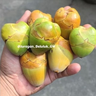 Bluluk Pentil Kelapa Muda Kecil Fresh Bluruk Tembuluk Obat Herbal Diabetes Cengkir Beluluk Segar
