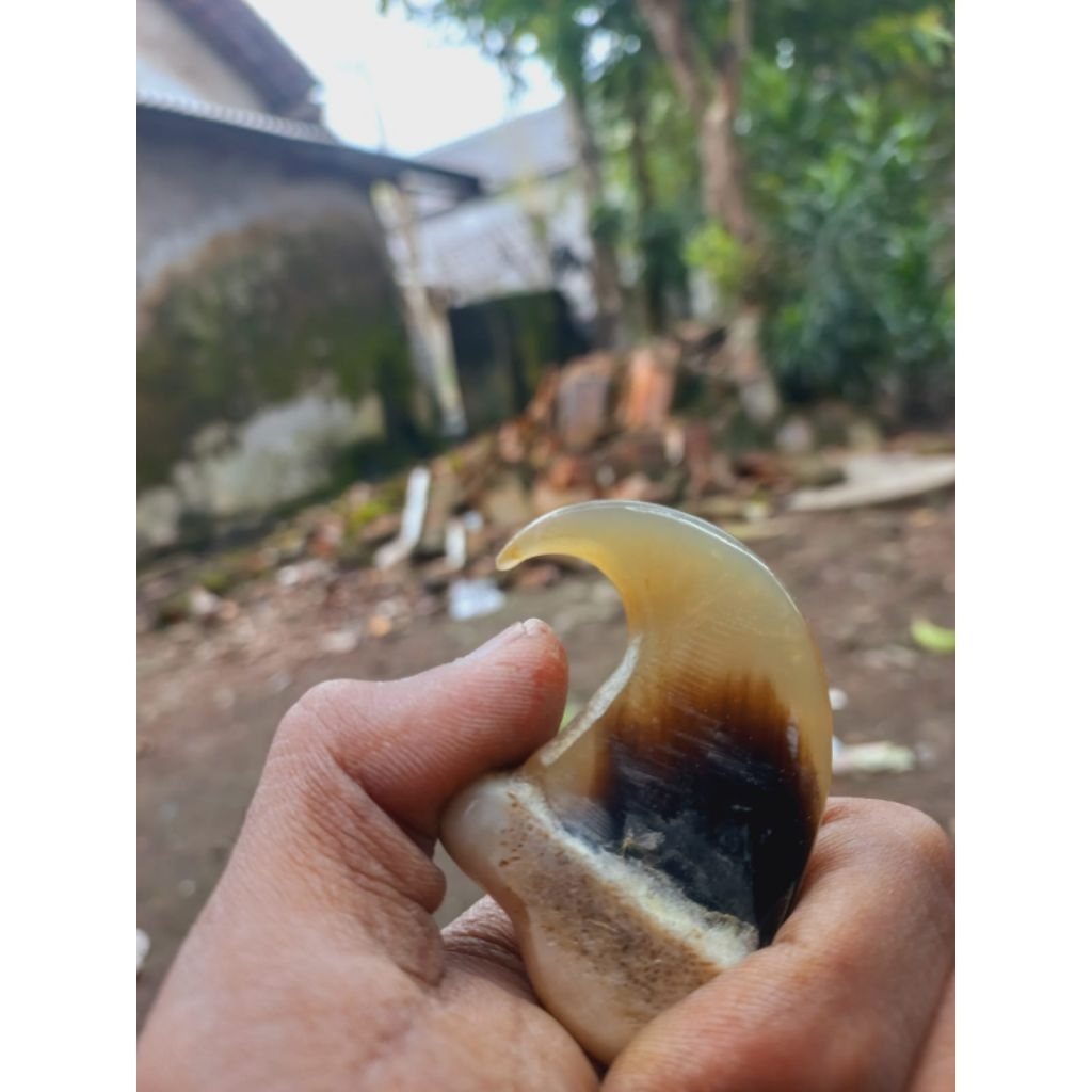 จี้หรือสร้อยคอวัสดุเล็บต้นฉบับ mcn ธรรมชาติ